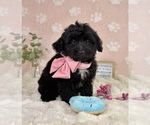 Small Bernedoodle (Miniature)