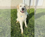 Small #2 Golden Pyrenees