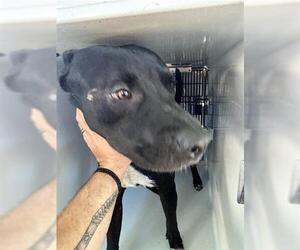 American Pit Bull Terrier-Unknown Mix Dogs for adoption in Houston, TX, USA