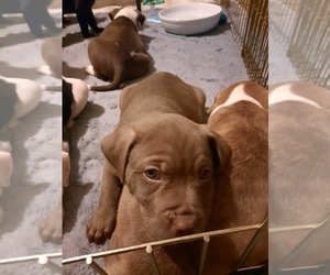 American Staffordshire Terrier-Labrador Retriever Mix Puppy for sale in CRANBERRY TWP, PA, USA