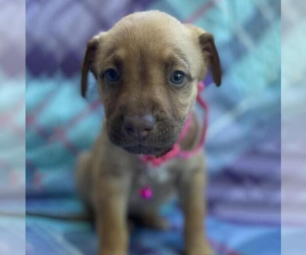 Medium Photo #3 Labrador Retriever-Unknown Mix Puppy For Sale in San Diego, CA, USA