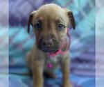 Small #2 Labrador Retriever Mix