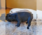 Small Photo #19 French Bulldog Puppy For Sale in MINNEAPOLIS, MN, USA