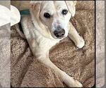 Small #1 Beagle-Chihuahua Mix