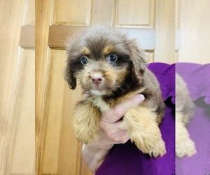 Shih Tzu-ShihPoo Mix Puppy for sale in MOORESVILLE, IN, USA