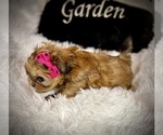 Small #6 Shih Tzu