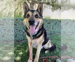 Small #3 German Shepherd Dog Mix