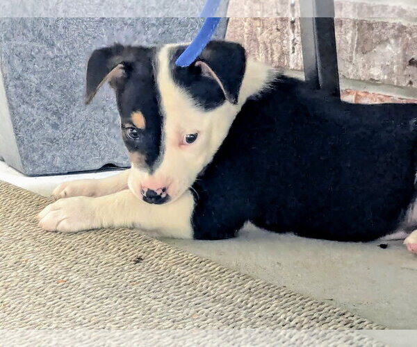 Medium Photo #3 Labrador Retriever-Unknown Mix Puppy For Sale in The Woodlands, TX, USA