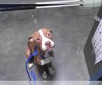 Small Boxer Mix