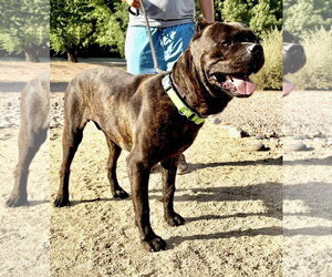 Vader - Male Mutt Dog for Adoption - Photo #5
