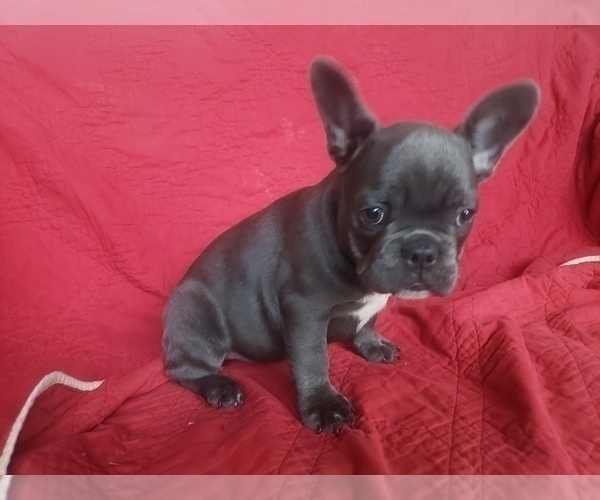 Medium Photo #6 French Bulldog Puppy For Sale in LITTLE ELM, TX, USA