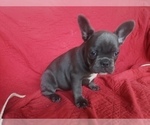 Small Photo #6 French Bulldog Puppy For Sale in LITTLE ELM, TX, USA