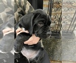 Small Photo #9 Cane Corso Puppy For Sale in ARDEN, NC, USA
