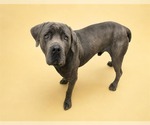 Small #1 American Staffordshire Terrier Mix