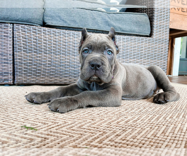 Medium Photo #2 Cane Corso Puppy For Sale in FORD CITY, PA, USA
