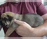 Puppy Red Anatolian Shepherd-English Mastweiler Mix