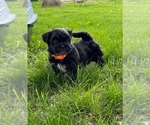 Puppy Rowlf Zuchon
