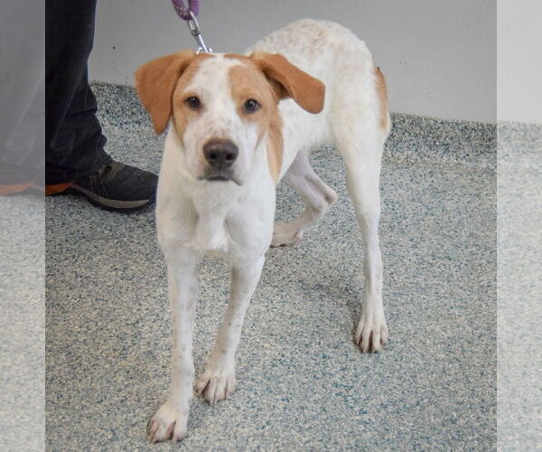 Medium Photo #2 English Foxhound-Unknown Mix Puppy For Sale in Huntley, IL, USA