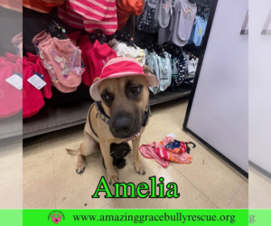 Black Mouth Cur-Unknown Mix Dogs for adoption in Pensacola, FL, USA