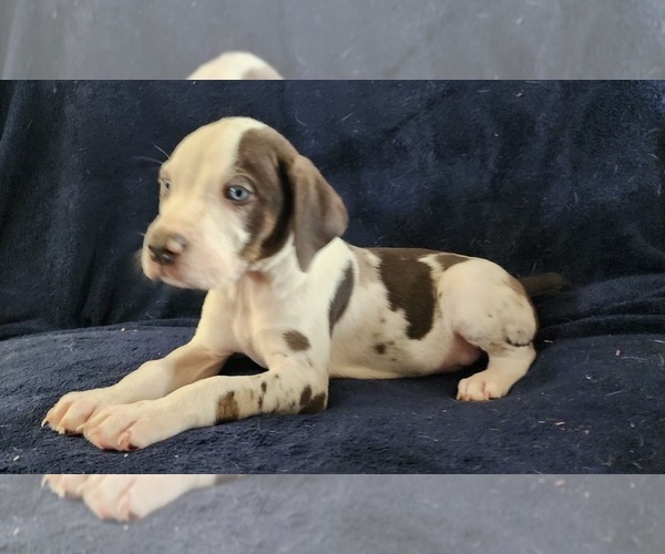 Medium Photo #14 Catahoula Leopard Dog Puppy For Sale in CUMBY, TX, USA