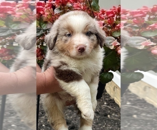 Medium Photo #3 Miniature Australian Shepherd Puppy For Sale in WOOSTER, OH, USA