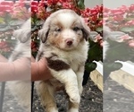 Small Photo #3 Miniature Australian Shepherd Puppy For Sale in WOOSTER, OH, USA