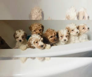 Cavapoo Litter for sale in MUNFORDVILLE, KY, USA