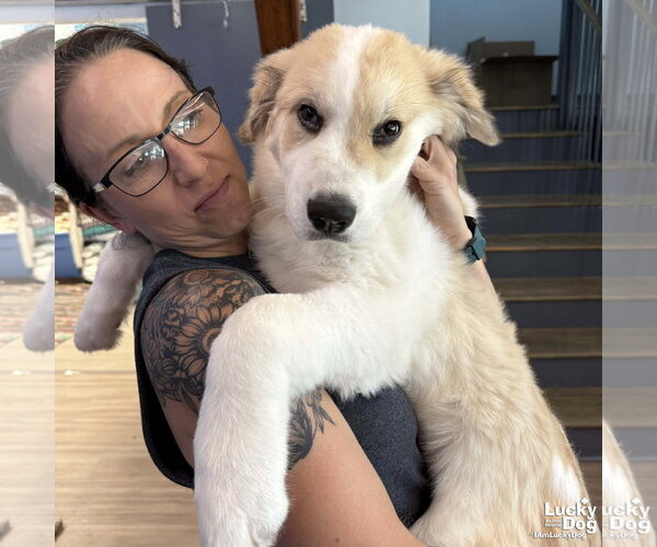 Medium Photo #3 Great Pyrenees-Unknown Mix Puppy For Sale in Washington, DC, USA