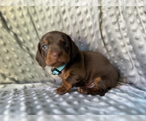 Dachshund Puppy for sale in FRESNO, CA, USA