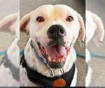Small #10 Labrador Retriever Mix
