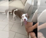 Small #1 Mutt