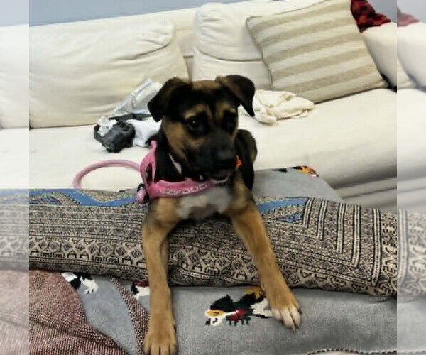 Medium Photo #3 Mutt Puppy For Sale in Holly Springs, NC, USA