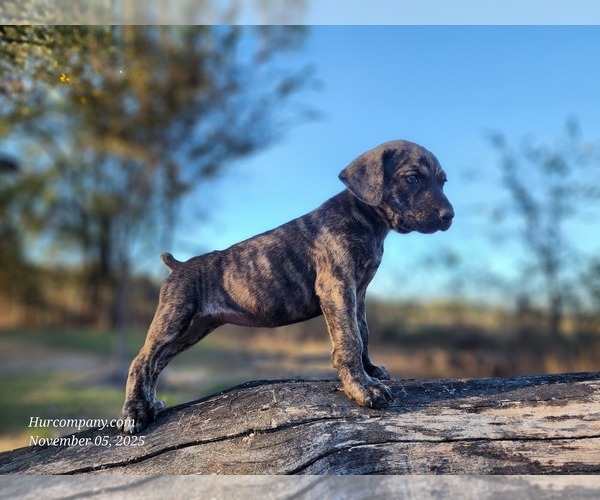 Medium Photo #1 Catahoula Leopard Dog Puppy For Sale in CUMBY, TX, USA