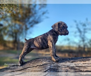 Catahoula Leopard Dog Puppy for sale in CUMBY, TX, USA