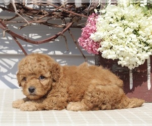 Goldendoodle (Miniature) Puppy for sale in FREDERICKSBURG, OH, USA