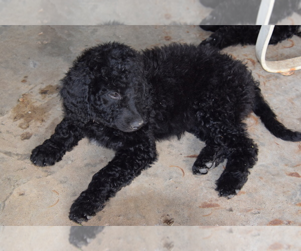 Medium Photo #6 Goldendoodle Puppy For Sale in SPIRO, OK, USA
