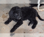 Small #5 Goldendoodle