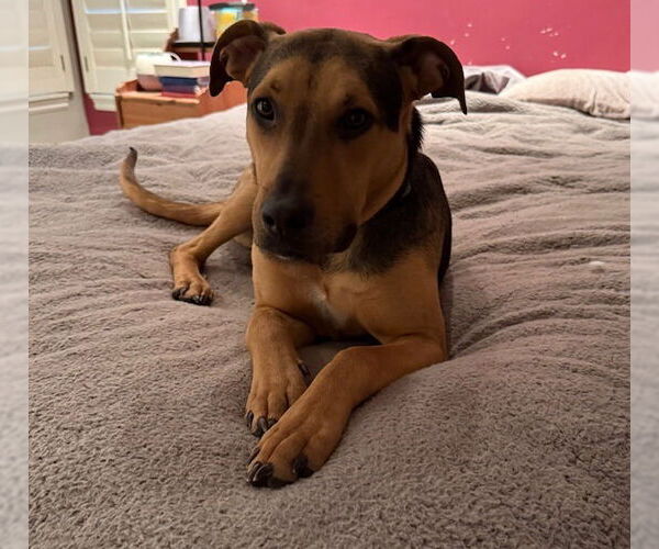 Medium Photo #1 Mutt Puppy For Sale in Salt Lake City, UT, USA