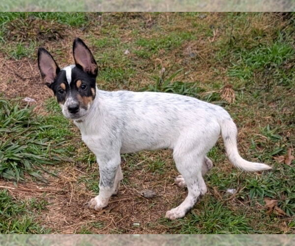 Medium Photo #2 Mutt Puppy For Sale in Lakewood, CO, USA