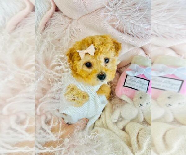 Medium Photo #5 Poodle (Toy) Puppy For Sale in TAMPA, FL, USA