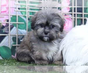 Zuchon Puppy for sale in MARIETTA, GA, USA