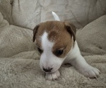 Puppy Puppy 3 Jack Russell Terrier