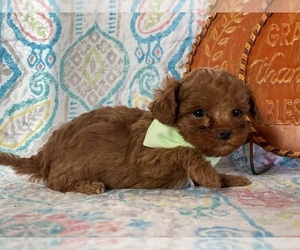 Cavapoo Puppy for sale in LANCASTER, PA, USA