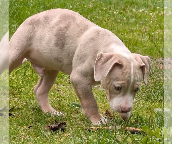 Medium Photo #13 American Bully Puppy For Sale in COUDERSPORT, PA, USA