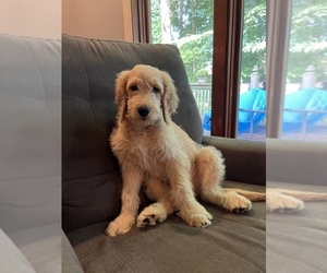 Goldendoodle Puppy for Sale in SALISBURY, North Carolina USA