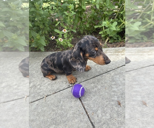 Medium Photo #3 Dachshund Puppy For Sale in GREENFIELD, IN, USA