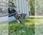 Small #11 Great Dane