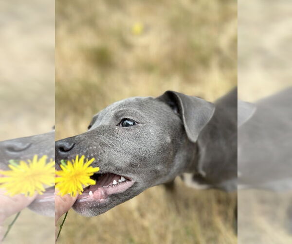 Medium Photo #3 American Pit Bull Terrier Puppy For Sale in Dana Point, CA, USA