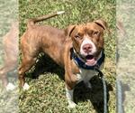 Small #1 American Staffordshire Terrier