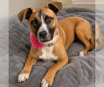 Small #8 Boxer Mix